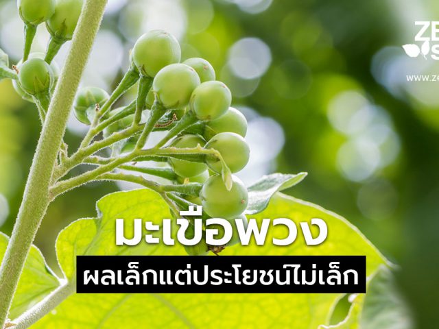 สรรพคุณมะเขือพวง