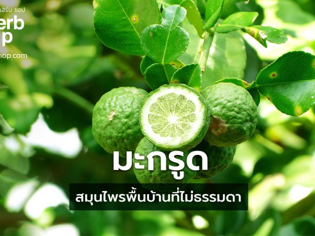มะกรูด