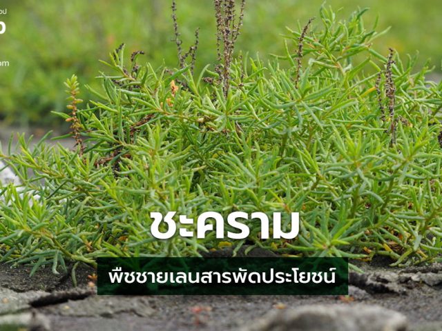 ชะคราม