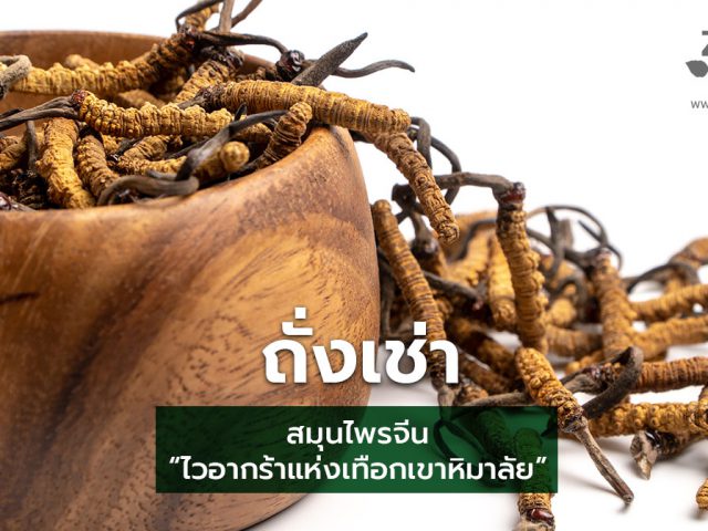 ถั่งเช่า