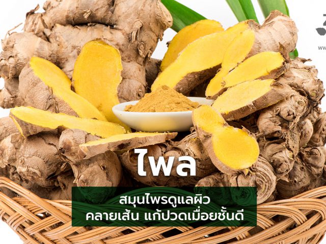ไพล