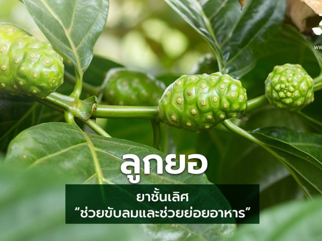 ลูกยอ