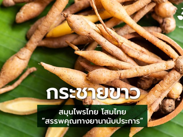 กระชายขาว