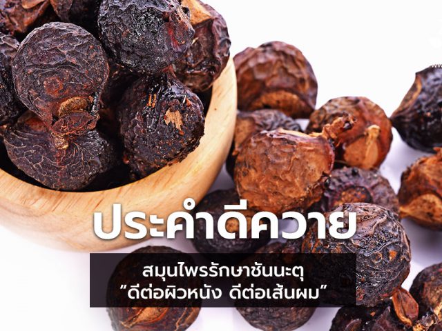 ประคำดึควายหรือมะคำดีควาย