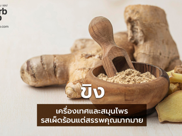 ประโยชน์ของขิง